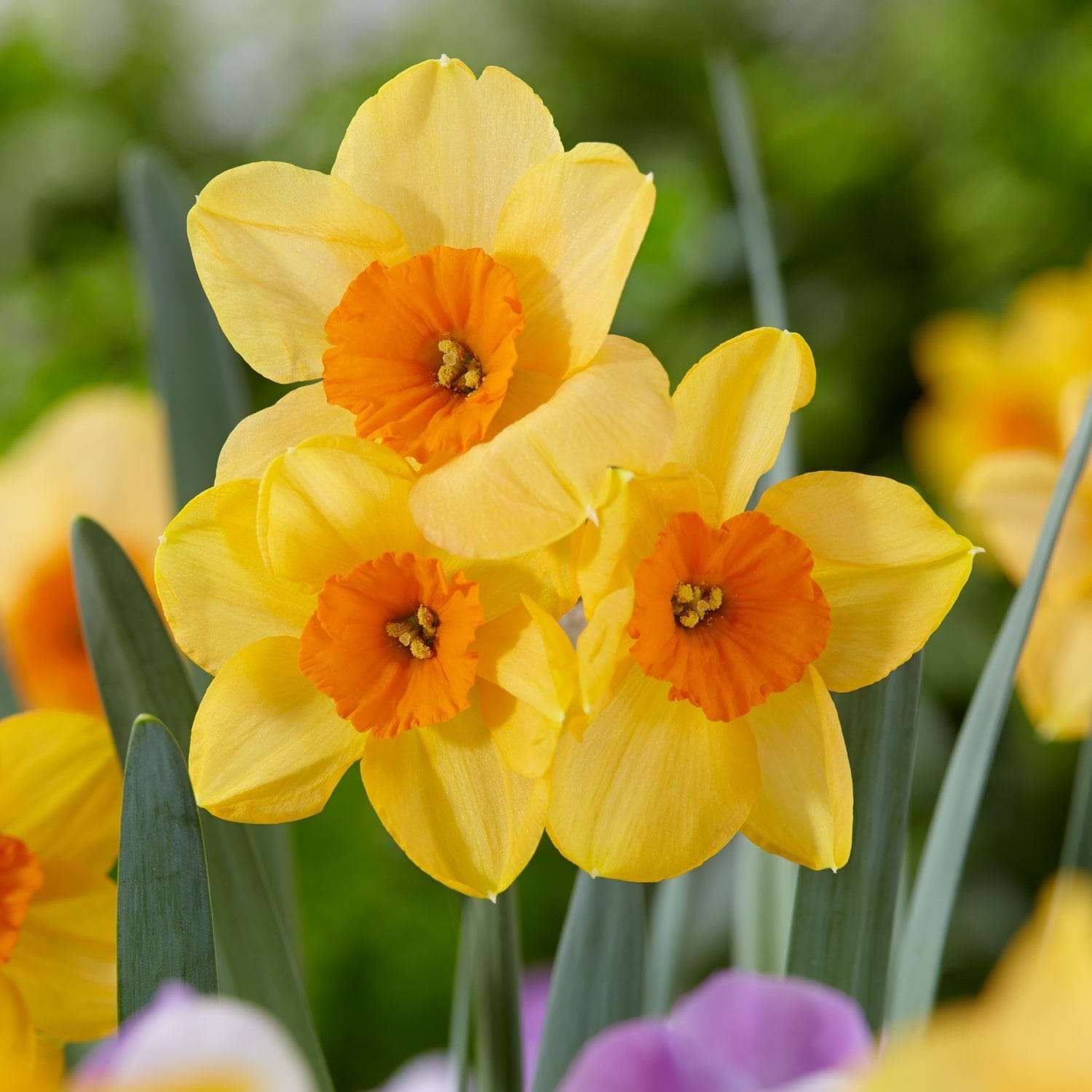 Narcissus 'Kedron'